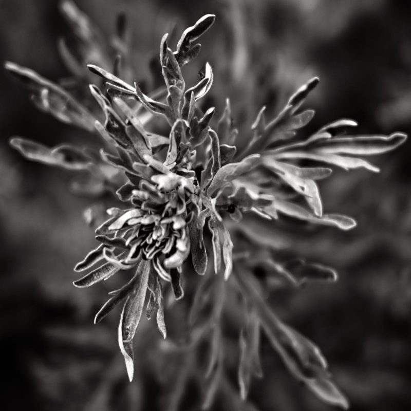 Artemisia-Plant Artemisia-Plant